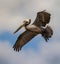 American Brown eagle with clouds