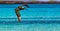 American brown pelican flies over turquoise water near Cerro Brujo beach