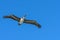 American Brown Pelican flying. Pelecanus occidentalis. Blue sky background.