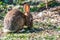 American brush rabbit foraging in nature