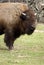 American Buffalo