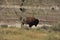 American Buffalo in a Badlands Canyon