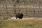 American Buffalo at the Base of a Badlands Canyon