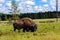 American Buffalo (Bison bison)