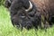 American Buffalo or Bison in Custer State Park South Dakota USA