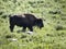 American Buffalo or Bison in Custer State Park South Dakota USA