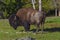 American Buffalo (Bison) Portrait