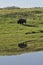 American buffalo bison reflection