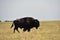 American Buffalo Bull Walking Through Prairie Grasses