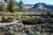 American Buffalo graze in Yellowstone National Park in Yellowstone, Wyoming