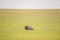 American buffalo isolated in a green grassland field with a cloudy sky horizon in the Badlands National Park 