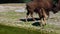 American buffalo known as bison, Bos bison in the park