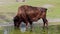 American buffalo known as bison, Bos bison in the park