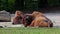 American buffalo known as bison, Bos bison in the park