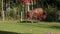 American buffalo known as bison, Bos bison in the park