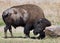 American Buffalo on the Oklahoma grasslands.