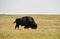 American Buffalo Roaming on the Plains in South Dakota