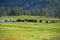 American Buffalo in Yellowstone