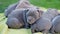 american bull puppies sleeping on a lawn rug
