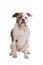 American bulldog