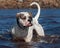 American Bulldog bathing in the sea