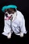 American bulldog on black background doctor dog concept phonendoscope