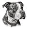 american bulldog, engraving style, close-up portrait, black and white drawing, brave companion dog