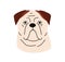 American bulldog head, dog avatar. Animal face, canine portrait. Purebred doggy, cute strong puppy muzzle. Serious funny