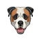 American Bulldog head. Dog portrait. Cute American Bulldog. Dog face. Vector.