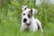 American Bulldog mixed breed puppy with blue eye