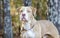 American Bulldog Pitbull mixed breed dog