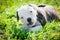 American Bulldog puppy is eating a chicken paw on nature