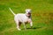 American bulldog trotting through grass field