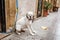 american bulldog waiting near shop at the street