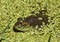 An American bullfrog emerges from duckweed