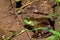 American Bullfrog Female  48822