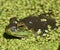 An American bullfrog hides among the duckweed