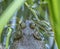 American bullfrog,Lithobates catesbeianus