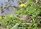 American Bullfrog Lithobates Catesbeianus