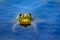 American bullfrog (Lithobates catesbeianus) floating in pond