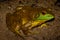 American bullfrog (Lithobates catesbeianus) full profile