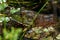 American bullfrog Lithobates catesbeianus, in marsh