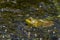 The American bullfrog Lithobates catesbeianus or Rana catesbeiana