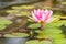 American Bullfrog Lithobates catesbenianus on a lily pad