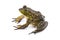 American bullfrog - Lithobates or Rana catesbeianus - large male with tympanum larger than eye size. Sitting up on all fours