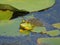 American Bullfrog in pond