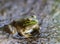 American Bullfrog at the Swamp