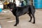 American Bully Dog Breed on the Floor. Black  American Bully Dog Standing on Lawn Posing Looking Watching .