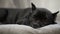 American bully dog lies at home on the floor close up