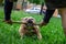 American bully dog playing with his owner with a stick